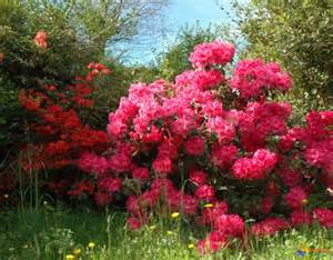 définition de rhododendrons
