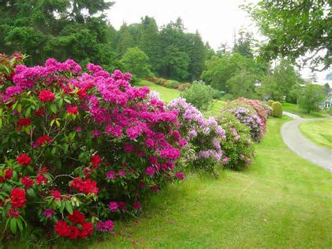 définition de rhododendrons