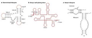 Definice ribozyme