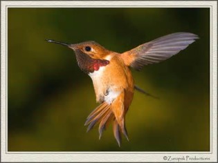 definição de rufous