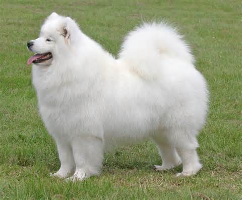 Definice samoyeds