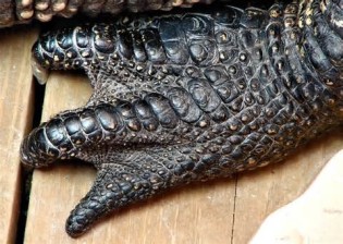 Definició de scutes