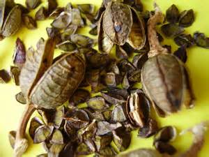 seedcases tanımı