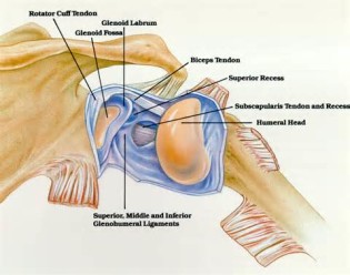 Mõiste shoulder