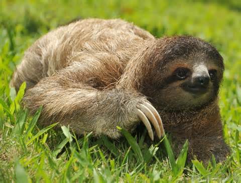 definisyon nan sloth