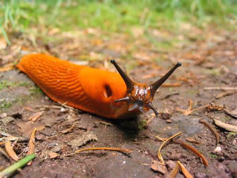 Definicija slug