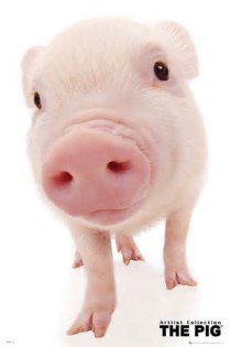 Definizione di snout