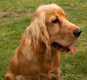 spaniel の定義