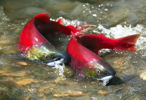spawning 定義