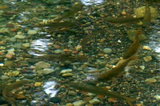 spawning 定義