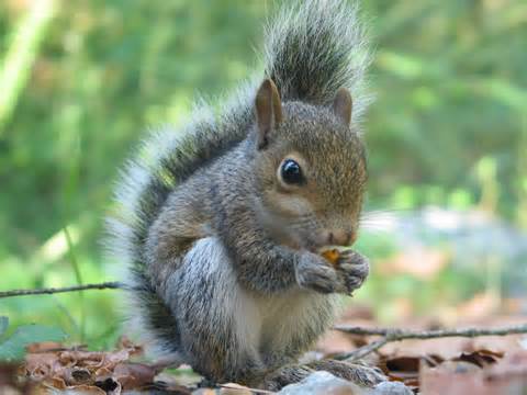 Definisi squirrel