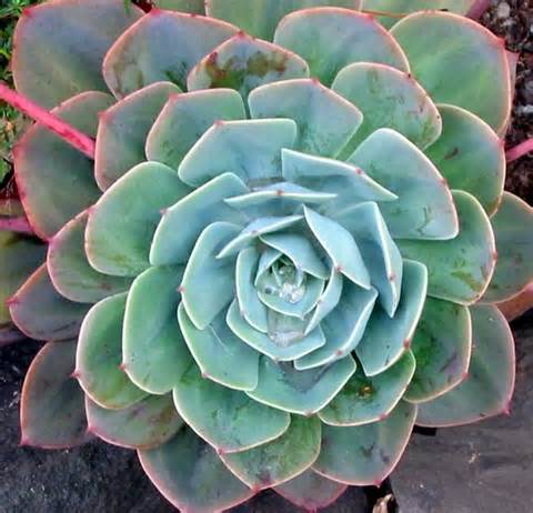 Definice succulent