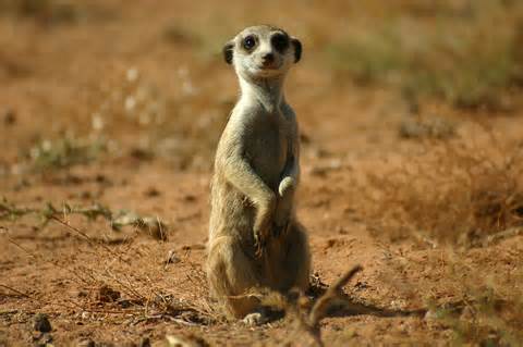 definizzjoni ta suricate