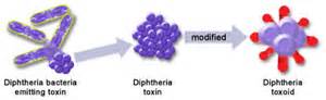 toxoid کی تعریف