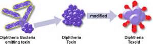 toxoid کی تعریف