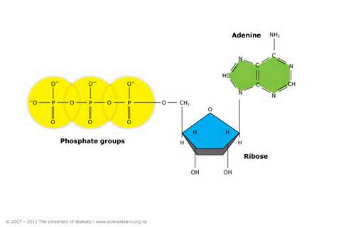 Definitions of triphosphate