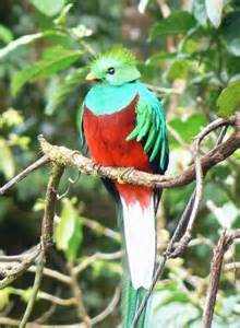 Mõiste trogons