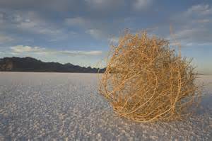 Definició de tumbleweeds
