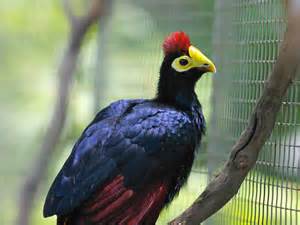 definisyon nan turaco