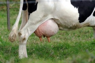 definisyon nan udder