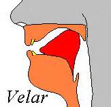 definisyon nan velar