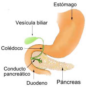 Definizione di vesicula