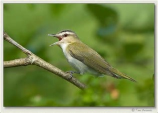 definición de vireo