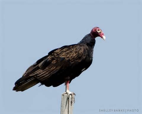 definisyon nan vultures