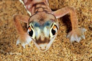 webfooted परिभाषा