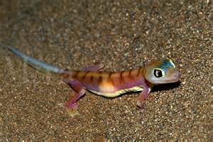 webfooted परिभाषा