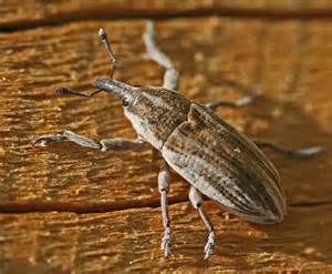Definisi weevilly