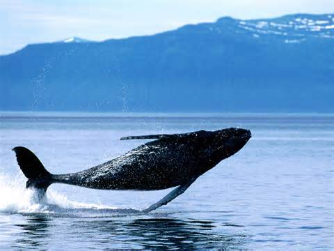 Definiția whale