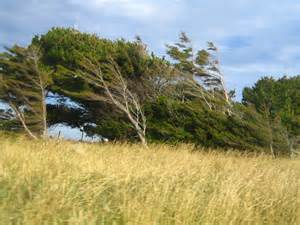 Definice windswept