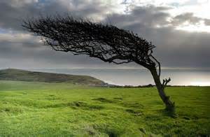 Definice windswept