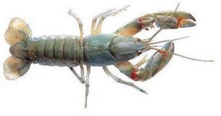 definizzjoni ta yabbie