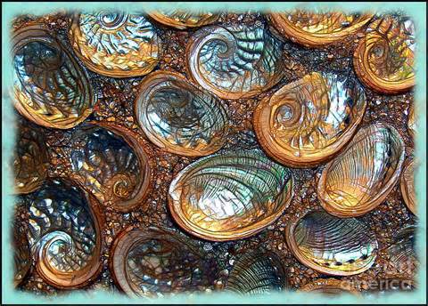 abalones परिभाषा