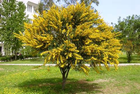 Definitions of acacia