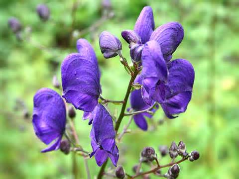 определение aconitum