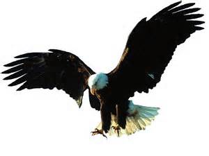 opredelitev aigle