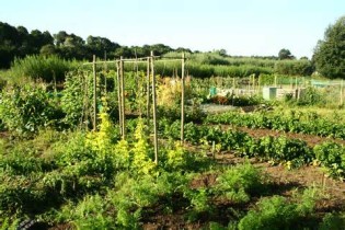 definizzjoni ta allotments