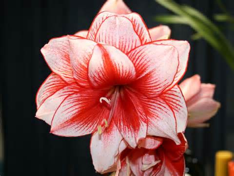 Definice amaryllis