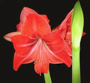 Definice amaryllis