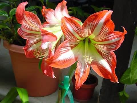 Definice amaryllis