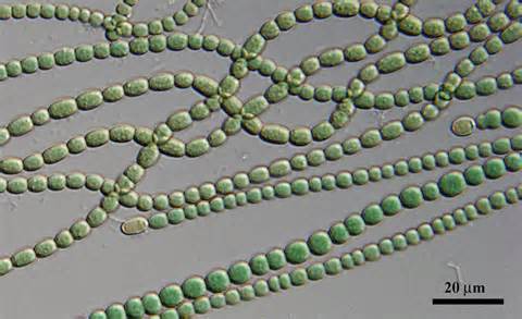 Definisi anabaena