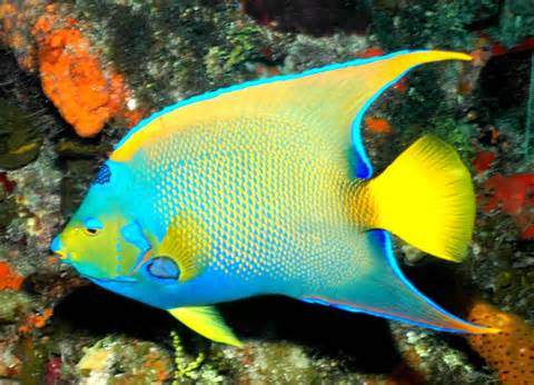 Definice angelfish