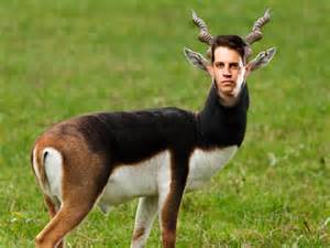 antelope の定義