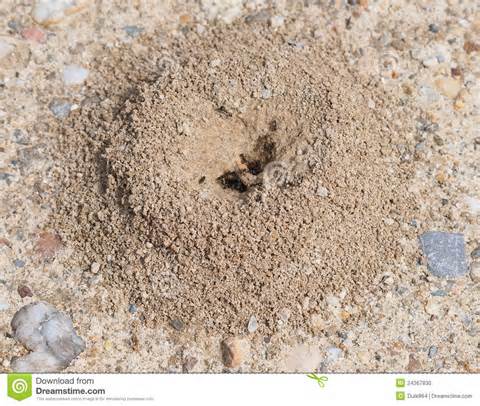 definição de anthill