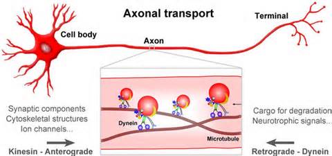 Definice axonal