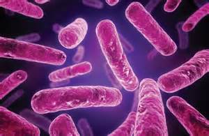 Definisi bacterial