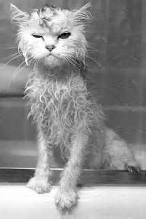 definizzjoni ta bedraggled